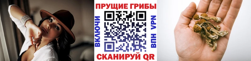 что такое наркотик  Тихвин  Псилоцибиновые грибы Psilocybine cubensis 